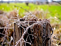 BOF2014 02  Dried out plant