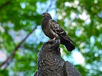 BOF2014 26  Who's the stronger New York City/USA