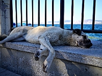 BOF2014 29  Lazy dog