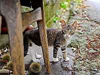 BOF2014 56  Little cat  Picture Of The Year 2014