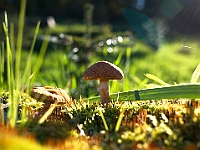 BOF2014 65  Mushroom