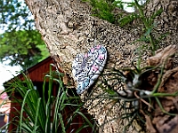 BOF2014 87  The heart of a garden