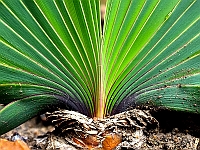 BOF2014 89  Tropical plant